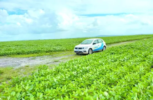 Calendário de semeadura da soja é aberto em Alagoas