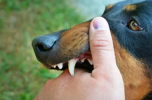 Cão agressivo? 5 sinais de alerta para identificar o comportamento