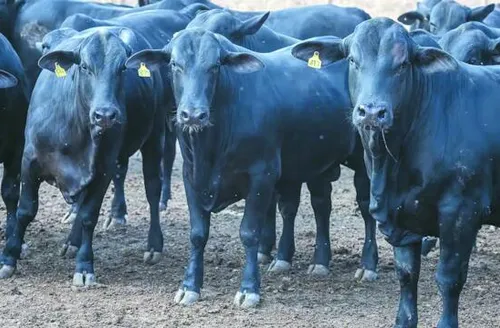 CMN reduz juros de financiamentos a cooperativas rurais pelo Pronaf