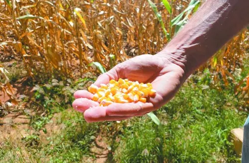 Conab abre chamada para aquisição de sementes e mudas da agricultura familiar