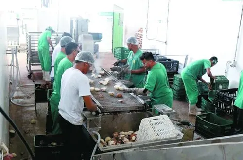 Coopaq amplia produção e fortalece cadeia do coco no Litoral Norte