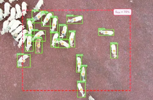 Drones e inteligência artificial ajudam a definir momento ideal de abate do gado