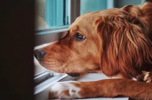 Entenda o que acontece ao deixar um cachorro sozinho por muito tempo
