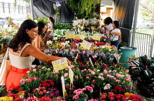 Feira de flores de Holambra volta a Maceió na Praça Dom Pedro II e tem mudas a partir de R$ 5,00