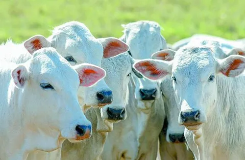 Governo amplia acesso ao crédito para o melhoramento genético da pecuária sustentável