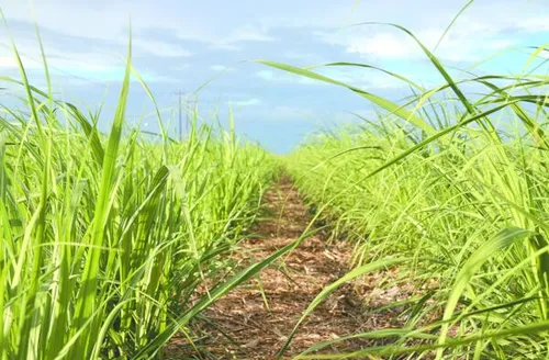 Irrigação por gotejamento se torna aliada no aumento da produtividade do canavial