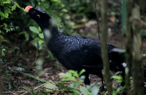 Mutuns-de-Alagoas chegam ao estado