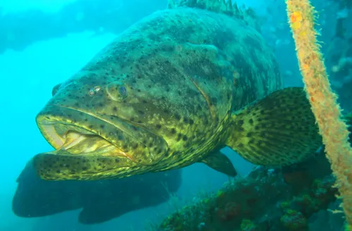 Pesquisadores registram, pela primeira vez, agregação de peixes-meros no litoral de Alagoas