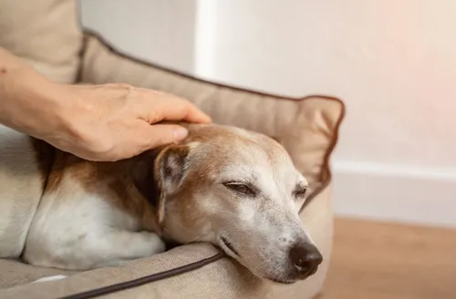Pet idoso: veja como cuidar da saúde do animal nesta fase