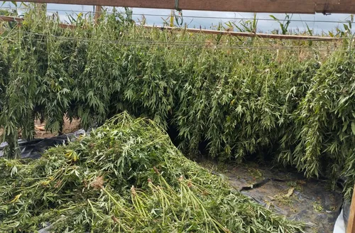 Polícia Federal destrói 2 toneladas de maconha “gourmet” em Alagoas