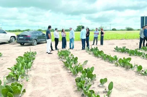 Projeto transforma farelo de palma em alternativa para fortalecer a pecuária no Semiárido