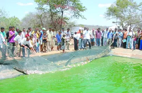 Uso de água salobra pode ampliar produção no Semiárido