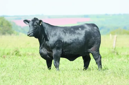 VPJ amplia presença de Brangus e Ultrablack no Nordeste com leilão em Maceió