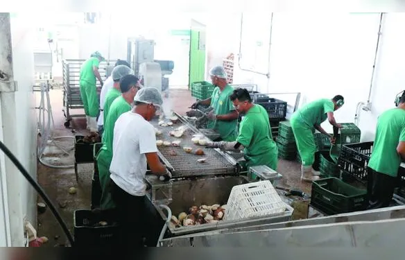 Coopaq amplia produção e fortalece cadeia do coco no Litoral Norte