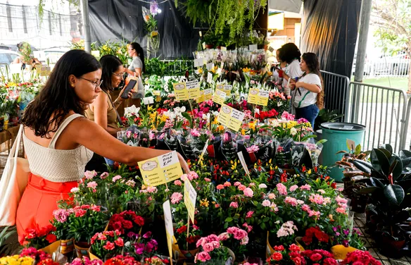 Feira de flores de Holambra volta a Maceió na Praça Dom Pedro II e tem mudas a partir de R$ 5,00