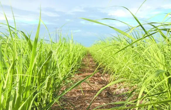 Irrigação por gotejamento se torna aliada no aumento da produtividade do canavial