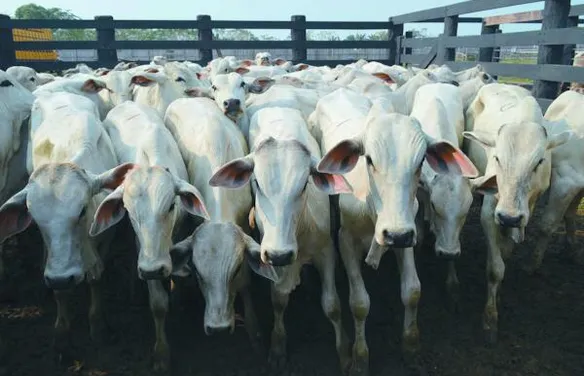 Pecuária de corte vive expectativa de valorização da arroba