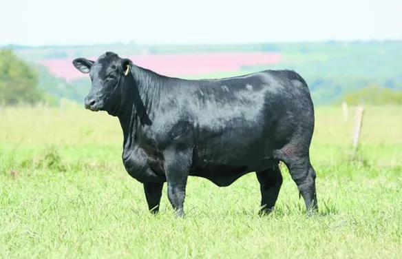 VPJ amplia presença de Brangus e Ultrablack no Nordeste com leilão em Maceió