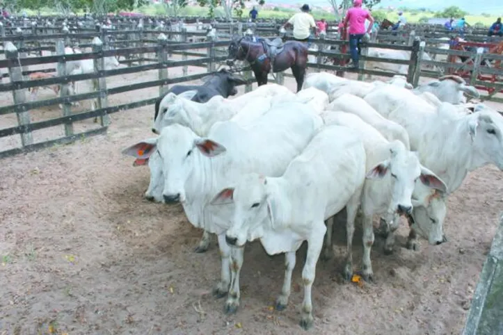 A atualização cadastral deve ser feita por criadores de bovinos, bubalinos, suínos, caprinos, ovinos, equinos, asininos, muares, aves, abelhas e peixes, além de outros animais aquáticos