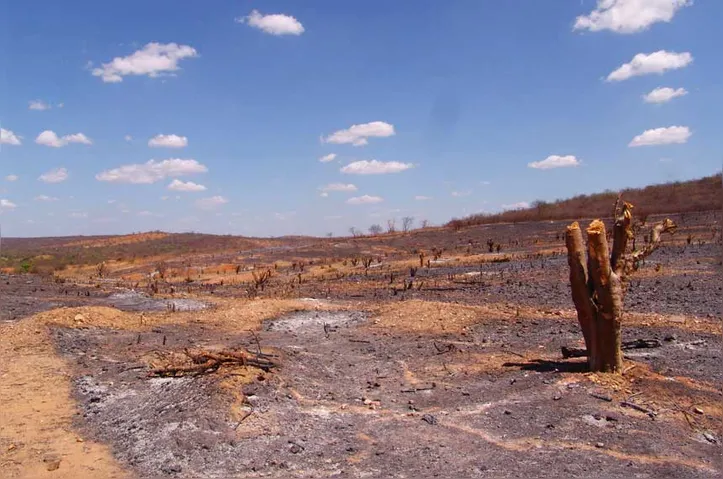 A caatinga abrange 43% do território alagoano, segundo o IBGE