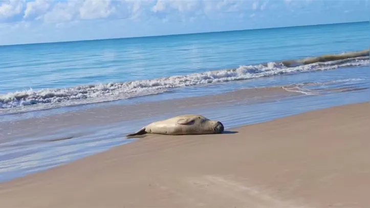 Imagem ilustrativa da imagem Audiência pública na Assembleia vai debater morte de elefante-marinho