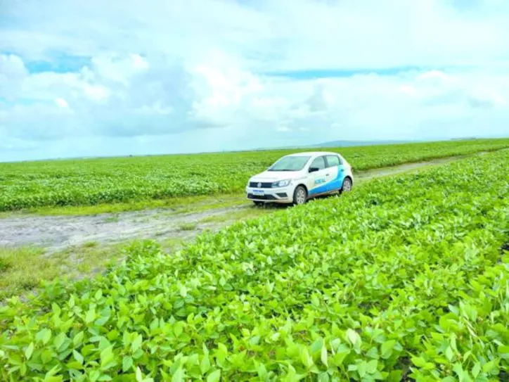 Produtor deve ficar atento e realizar o plantio no período oficial definido pelo Mapa para o Estado