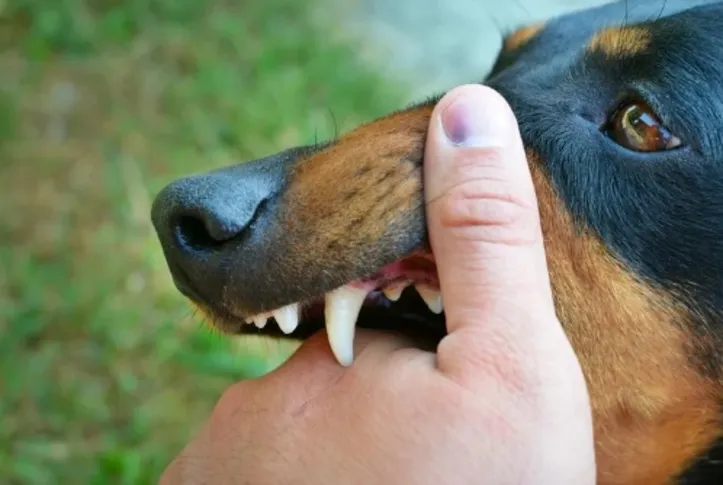 Especialista alerta sobre importância de observar comportamento do cão
