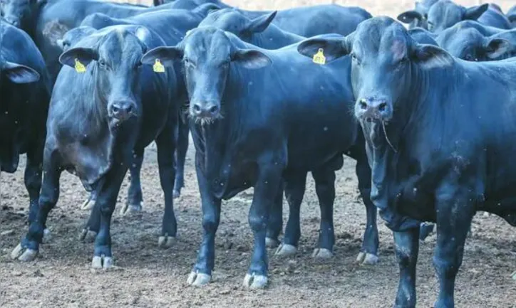 CMN autorizou financiamento de material genético e serviços associados pelo Renovagro