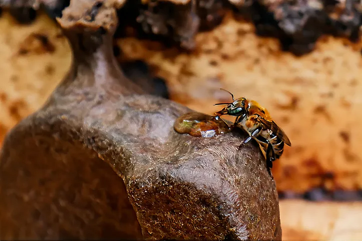 Produto produzido pelas abelhas nos manguezais de Alagoas é diferenciado