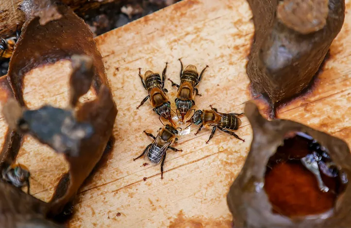 Produzida pelas abelhas, própolis vermelha de Alagoas tem agregado valor a pequenos negócios