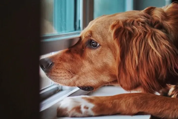 Imagem ilustrativa da imagem Entenda o que acontece ao deixar um cachorro sozinho por muito tempo