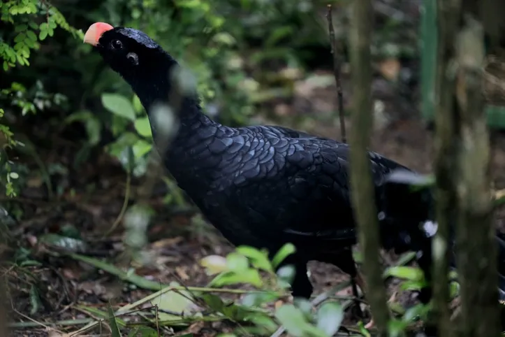 Seis aves vindas de Minas Gerais iniciam adaptação para soltura em reserva da Usina Coruripe, no Sul de Alagoas