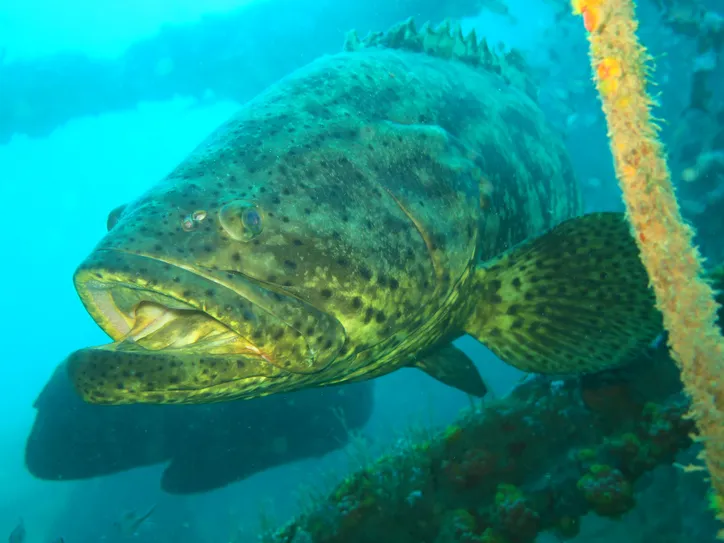 Imagem ilustrativa da imagem Pesquisadores registram, pela primeira vez, agregação de peixes-meros no litoral de Alagoas