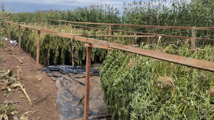 Plantio foi desativado pela Polícia Federal