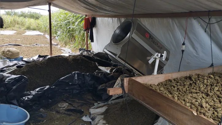 Plantio foi desativado pela Polícia Federal