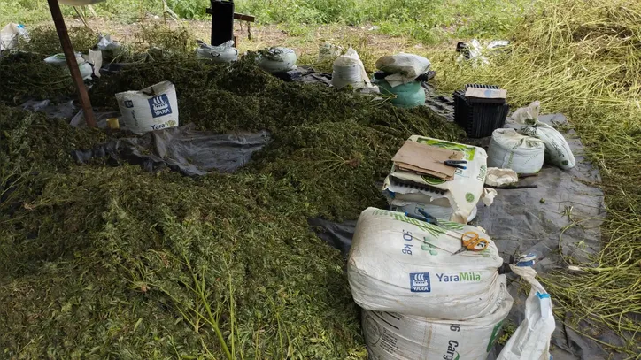 Plantio foi desativado pela Polícia Federal