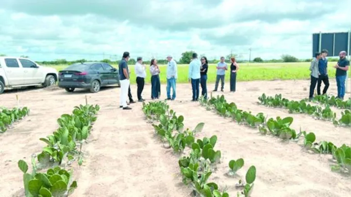Área experimental acompanha o cultivo da palma forrageira como alternativa para alimentação animal no Semiárido