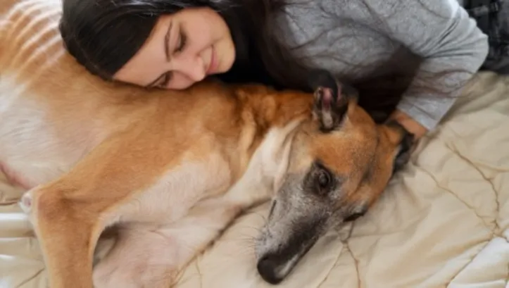 Imagem ilustrativa da imagem Seu pet dorme na mesma cama que você? Entenda quando evitar o hábito