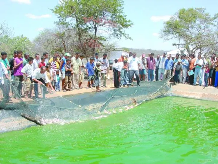 Sistema integra criação de tilápia, produção de ração e irrigação agrícola no Semiárido