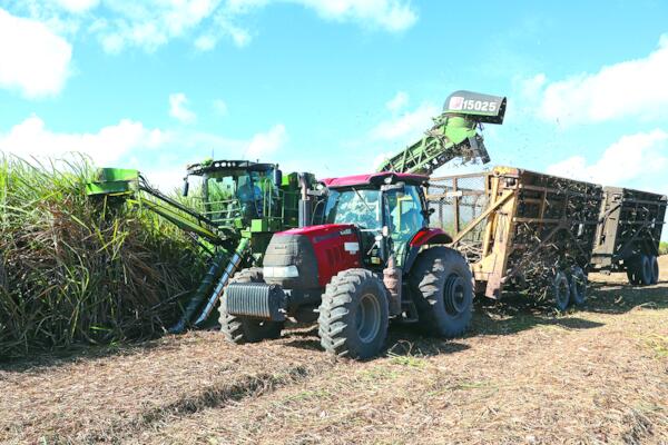 Safra de cana chega ao fim em Alagoas com recorde de etanol na Porto Rico