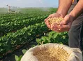 Safra de soja aumenta 40,8% e atinge 11,6 mil toneladas em Alagoas, diz IBGE