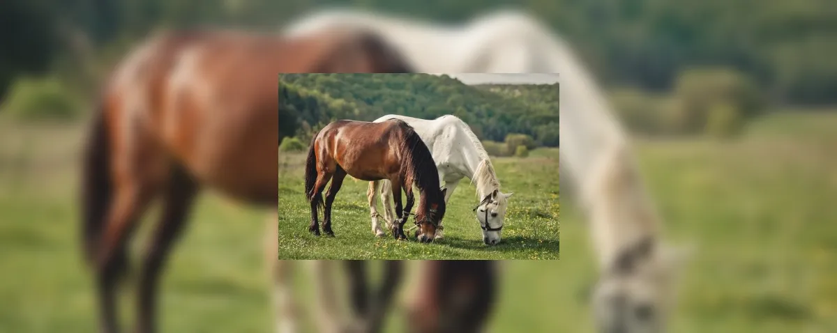 Cavalos respondem ao que sentimos? Estudos avaliam essa relação