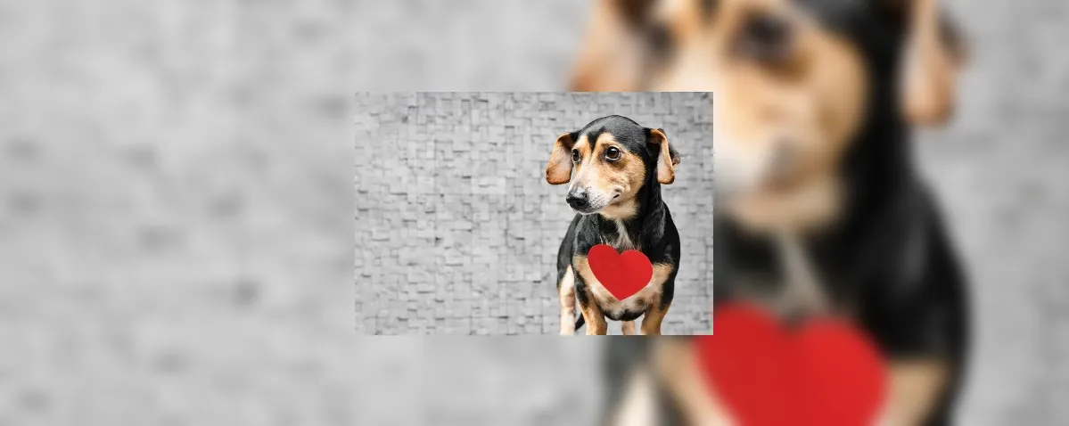 Junho Vermelho: doação de sangue entre pets tem baixa visibilidade