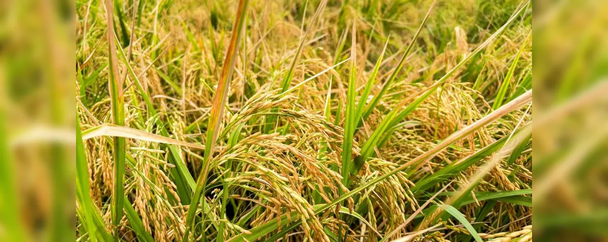 Produção de arroz no Baixo São Francisco de AL cresce 41%