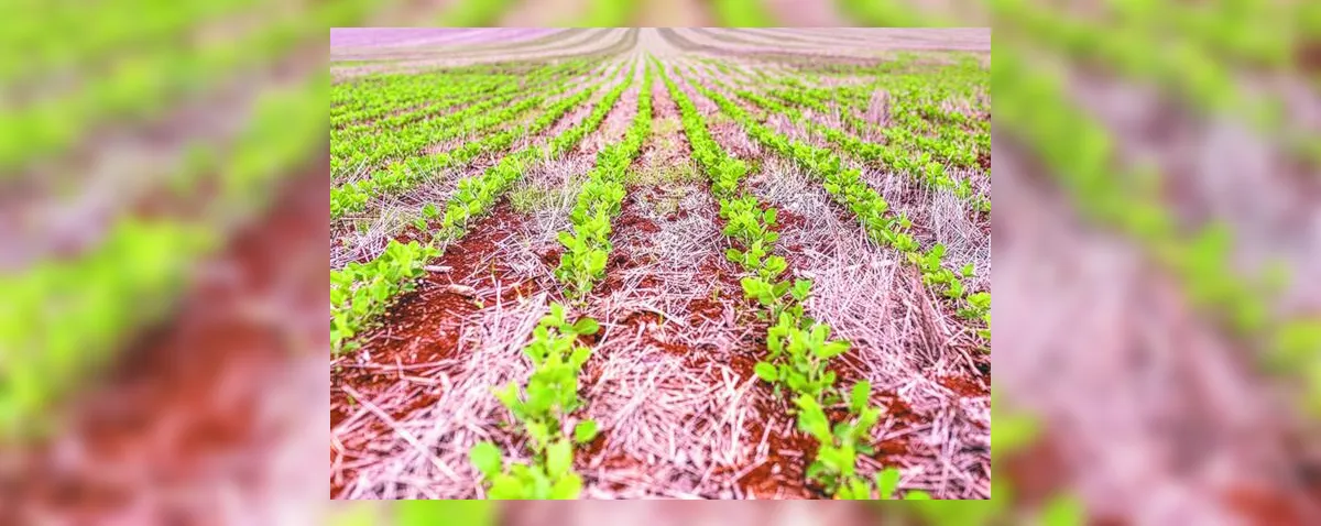 Projeto de rotação entre cana-de-açúcar e soja na entressafra avança em AL
