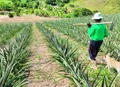 Aprovação de projeto que amplia renegociação de dívidas rurais dá novo fôlego aos produtores