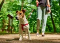 Cinco cuidados que você deve tomar ao levar seu cachorro para fazer trilha