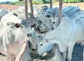 Mapa publica novas regras para uso de antimicrobianos na produção animal