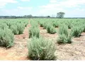 Microrganismos raros viabilizam cultivo de milho em solos afetados por excesso de sal