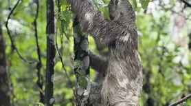 Animais resgatados do tráfico e de cativeiros ilegais voltam à natureza em Alagoas